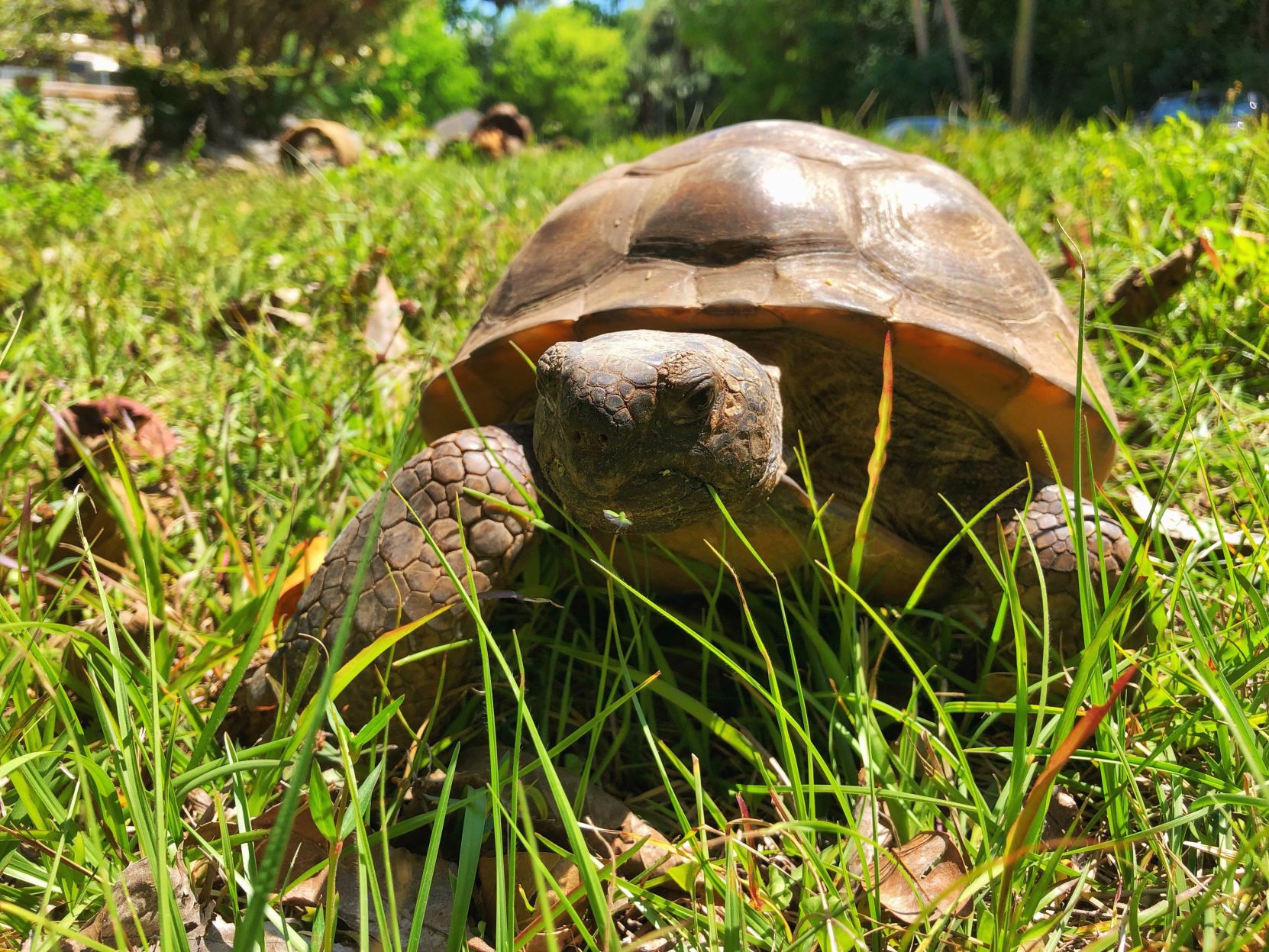 Gopher Tortoise (File)